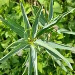 Solanum glaucophyllum leaf picture by Trap Hers (cc-by-sa)