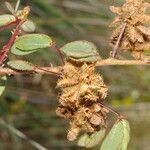 Mimosa debilis fruit picture by Nelson Zamora Villalobos (cc-by-nc)