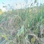 Bromus secalinus leaf picture by Ruth Puente (cc-by-sa)