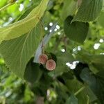 Tilia americana fruit picture by Iva (cc-by-sa)