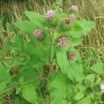 Arctium minus flower picture by Celine H (cc-by-sa)