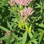 Asclepias incarnata leaf picture by Courtney (cc-by-sa)