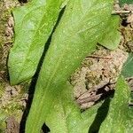 Hypochaeris achyrophorus leaf picture by Jean-René Girardeau (cc-by-sa)