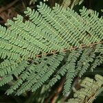 Albizia carbonaria leaf picture by Nelson Zamora Villalobos (cc-by-nc)