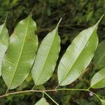 Clarisia racemosa leaf picture by Nelson Zamora Villalobos (cc-by-nc)