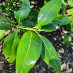 Avicennia bicolor leaf picture by Daniel Barthelemy (cc-by-sa)