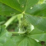 Trifolium alexandrinum fruit picture by Sylvain Piry (cc-by-sa)