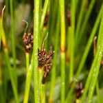 Juncus jacquinii fruit picture by Martin Bishop (cc-by-sa)