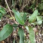 Danais fragrans leaf picture by bruno trebel (cc-by-sa)