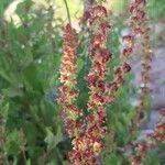 Rumex thyrsoides flower picture by Giorgio Fornara (cc-by-sa)