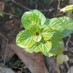 Mentha x piperita leaf picture by gorgojo cazon (cc-by-sa)