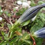 Gentiana angustifolia habit picture by Yoan MARTIN (cc-by-sa)