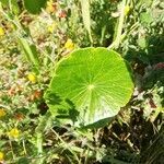 Hydrocotyle bonariensis leaf picture by Elsa Elsa Sousa (cc-by-sa)