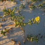 Oenothera humifusa habit picture by Sylvain Piry (cc-by-sa)