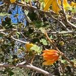 Fremontodendron californicum flower picture by Anne Mossberg (cc-by-sa)