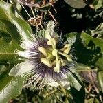 Passiflora edulis flower picture by Jean-Christophe Lombardo (cc-by-sa)