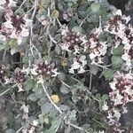 Teucrium buxifolium flower picture by garcia miguel (cc-by-sa)