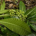 Psychotria grandis habit picture by Nelson Zamora Villalobos (cc-by-nc)