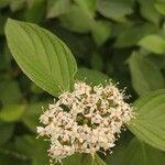 Cornus alba flower picture by Ermakov Konstantin (cc-by-sa)