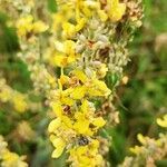 Verbascum lychnitis flower picture by laurent hoffmann (cc-by-sa)