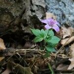 Geranium nodosum flower picture by grünspan (cc-by-sa)