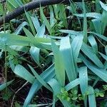 Tulipa agenensis habit picture by Yoan MARTIN (cc-by-sa)