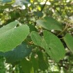 Vitis labrusca leaf picture by Ainslee Smith (cc-by-sa)