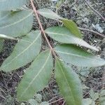 Pistacia terebinthus leaf picture by Catherine Macquet (cc-by-sa)