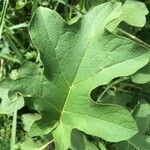 Solanum robustum leaf picture by Hugo SANTACREU (cc-by-sa)