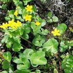 Caltha palustris leaf picture by okyn (cc-by-sa)