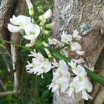 Derris trifoliata flower picture by Coordination Endemia (cc-by-sa)