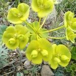 Euphorbia nicaeensis flower picture by Catmic Catmic (cc-by-sa)