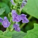 Scutellaria ovata flower picture by Gayle Judkins (cc-by-sa)