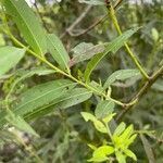 Salix nigra leaf picture by lisa swafford (cc-by-sa)