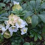 Helleborus niger habit picture by Sabina Hartmann (cc-by-sa)