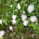 Eriophorum vaginatum habit picture by Sabina Hartmann (cc-by-sa)