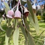 Eucalyptus caesia leaf picture by Bec Didcoe (cc-by-sa)