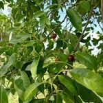 Santalum album fruit picture by Atul raikwar (cc-by-sa)