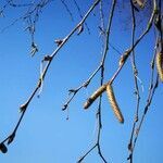 Betula pendula flower picture by Carolyn Corporaal (cc-by-sa)