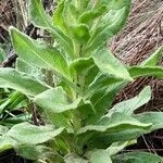 Senecio isabelis leaf picture by Fabien Anthelme (cc-by-sa)