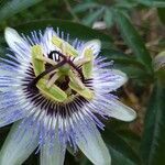 Passiflora caerulea flower picture by maire sofia (cc-by-sa)