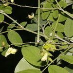 Coursetia caribaea habit picture by Nelson Zamora Villalobos (cc-by-nc)