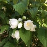 Philadelphus coronarius flower picture by carmen estalrich (cc-by-sa)