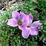 Geranium sericeum flower picture by Fabien Anthelme (cc-by-sa)