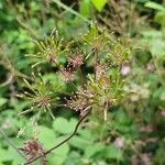 Chaerophyllum hirsutum fruit picture by Finy Salzmann-Wolfs (cc-by-sa)