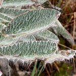 Lupinus alopecuroides leaf picture by Fabien Anthelme (cc-by-sa)