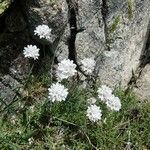 Armeria leucocephala habit picture by huy HO (cc-by-sa)