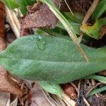 Pulmonaria montana leaf picture by Yoan MARTIN (cc-by-sa)