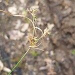 Carex arenaria flower picture by jonathan tamaillon (cc-by-sa)