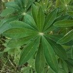 Lupinus polyphyllus leaf picture by F Demmer (cc-by-sa)